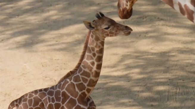 go to Wasserscheue Giraffe: Kalb erkundet Außengehege