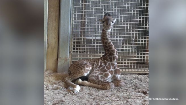 go to Lustige Lauscher: Giraffen-Baby wackelt mit den Ohren