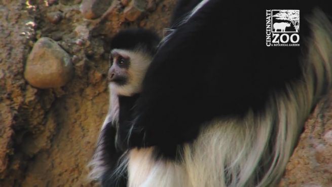 go to Nur mit Mama: Tiberius ist ein Klammeräffchen