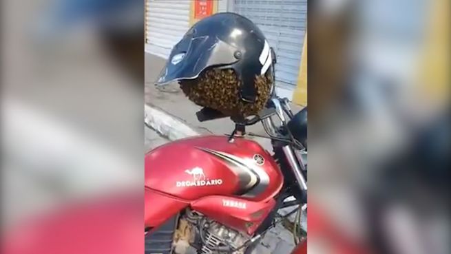 go to Schwarz-gelbe Überraschung: Bienen kapern Motorradhelm