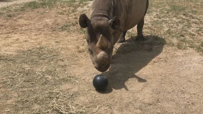 go to Als Aufruf: Nashorn 'kickt' mit Bowlingkugel