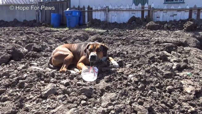 go to Völlig verängstigt: Herrenloser Hund lebt auf Baustelle