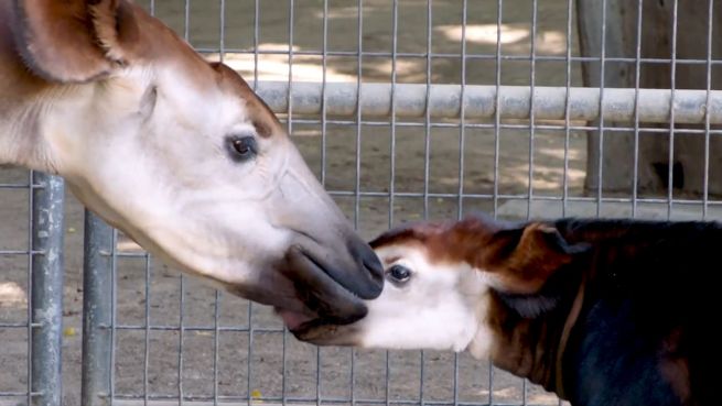 go to Seltener Nachwuchs: Okapi-Kalb im Zoo von San Diego