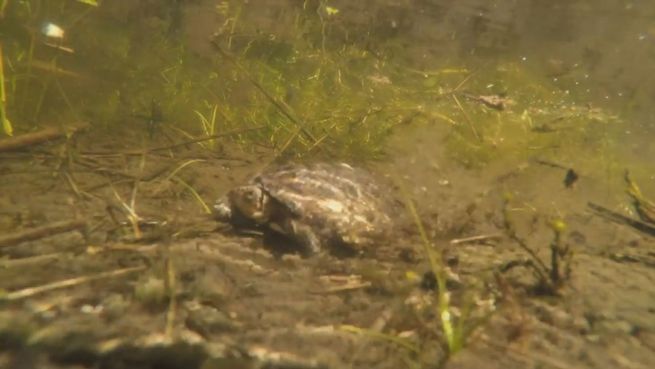 go to Niedlicher Nachwuchs: Hoffnung für die Sumpfschildkröte