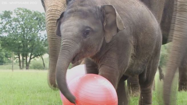 go to Zum 1. Geburtstag: Baby-Elefant bekommt 'Fußball'