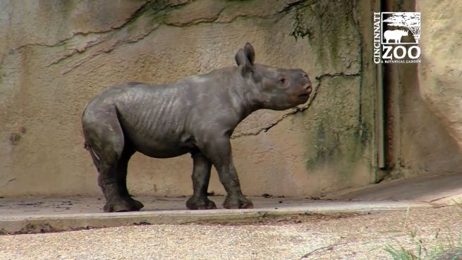 go to Geplanter Nachwuchs: Babynashorn in Cincinnati