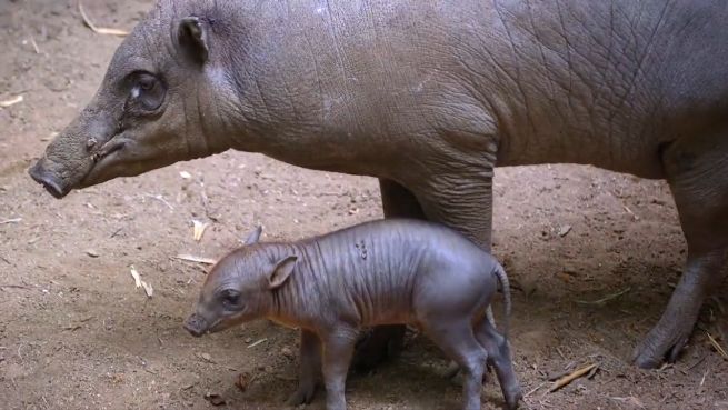 go to Kleiner Eber-Spaß: Ferkel tobt wild mit Mama