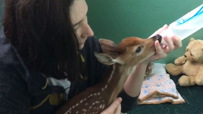 go to Waisenhaus für Tiere: Rehkitz bekommt neue Chance