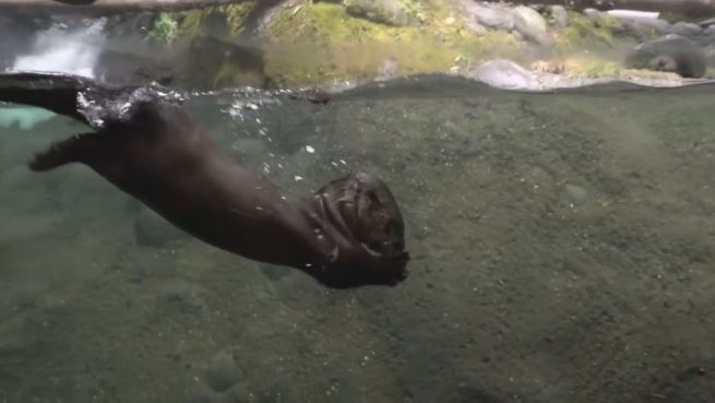 go to Mama, lass mich! Otterbabys werden erzogen