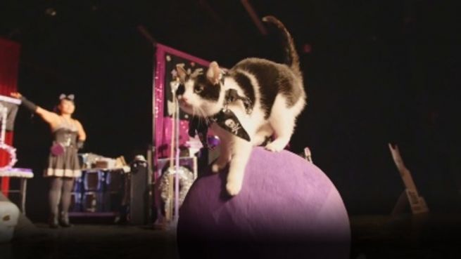 go to Texas: In diesem US-Zirkus sind Katzen die Stars