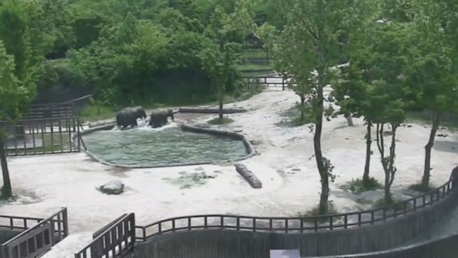 go to Tumult im Zoobecken: Schreckmoment für Babyelefanten