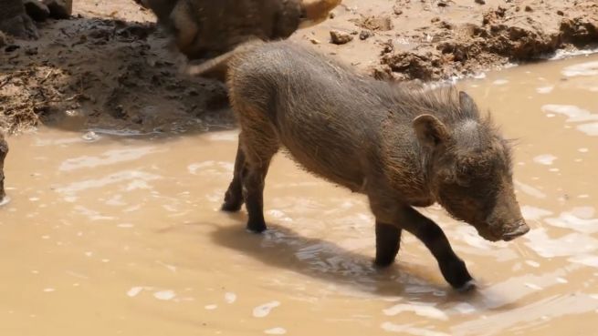 go to Riesen-Schlammbad: Baby-Warzenschwein in seinem Element