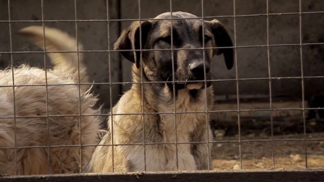 go to Strafe für Tierfreunde: Helfer zur Kasse gebeten