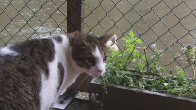 go to Es begann im Briefkasten: Das Katzen-Boot von Amsterdam