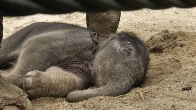 go to Oh, wie süß: Elefanentbaby im Osnabrücker Zoo