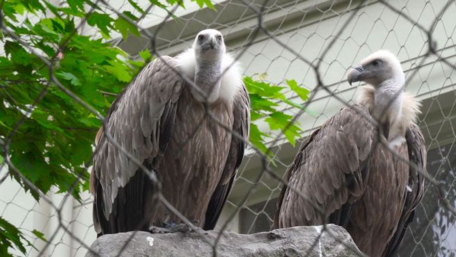 go to Babyglück: Schwules Geier-Pärchen bekommt Junges