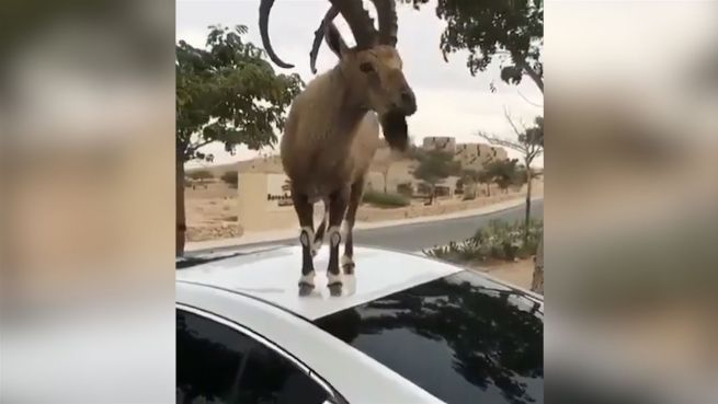 go to Not macht erfinderisch: Steinbock frisst vom Autodach